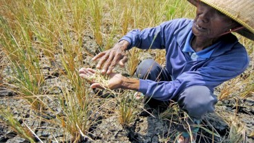Kekeringan Sebabkan Puso 454 Ha Lahan Pertanian di Lebak