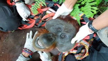 BKSDA Aceh Evakuasi Seekor Orang Utan dari Kebun Warga