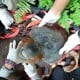 BKSDA Aceh Evakuasi Seekor Orang Utan dari Kebun Warga