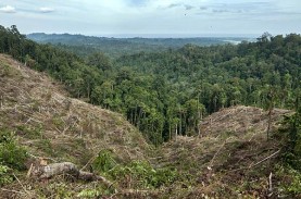 3 Pelaku Pembalakan Liar di Jambi Ditangkap