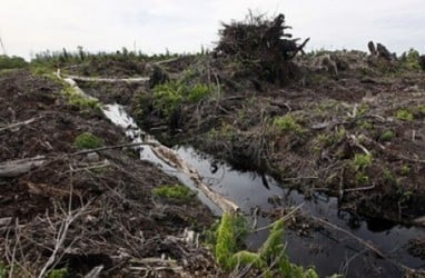 33.000 Ha Lahan Gambut di Luar Konsesi Kembali Terbakar