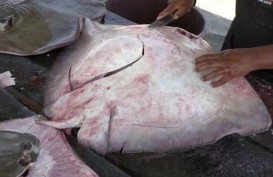 Wow! Warga Ogan Komering Ulu Tangkap Seekor Ikan Pari 200 kg