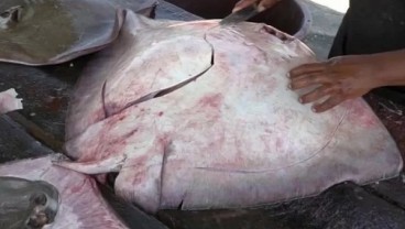 Wow! Warga Ogan Komering Ulu Tangkap Seekor Ikan Pari 200 kg