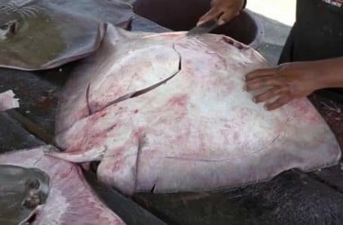 Wow! Warga Ogan Komering Ulu Tangkap Seekor Ikan Pari 200 kg