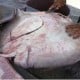 Wow! Warga Ogan Komering Ulu Tangkap Seekor Ikan Pari 200 kg