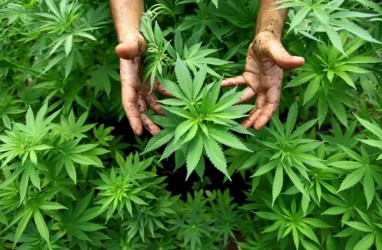 Malaysia Izinkan Ganja Ditanam untuk Keperluan Medis