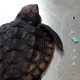 Prihatin, Usus Kura-kura Ini Penuh dengan Sampah Plastik
