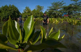 Kemenhub Tanam 4.500 Bibit Manggrove di Kalimantan Selatan