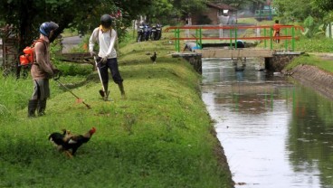 Bencana Kekeringan: Petani Samigaluh Harapkan Solusi Irigasi