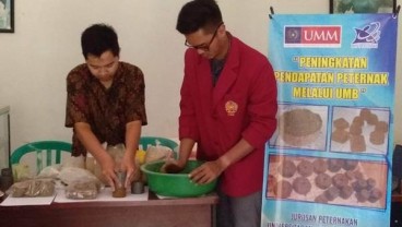 Dosen UMM Ciptakan Permen untuk Sapi