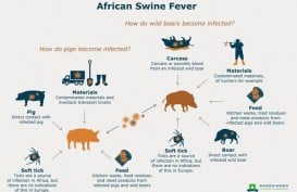 Cegah Penyusupan Virus Demam Babi Afrika, Pelintasan Ternak dari Timor Leste Diperketat