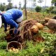 Menakar Ketahanan Pangan Indonesia