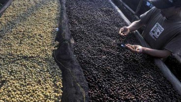 Produksi Kopi di Brasil Terpantau Cerah, Harga Melemah