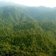 Produksi Hasil Hutan Bukan Kayu Meningkat Tajam, Ini Penyebabnya