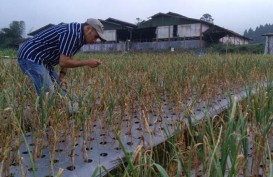 Agens Hayati Efektif Tangani Penyakit Blas