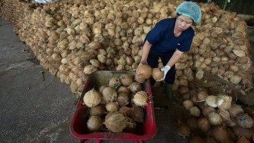 Pemerintah Diminta Jamin Keberlanjutan Bahan Baku Industri Pengolahan Kelapa