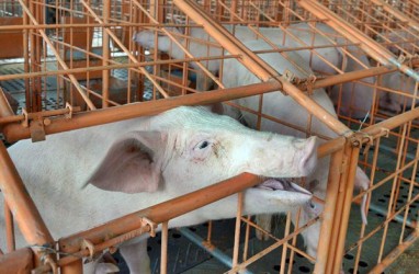 Korsel Kerahkan Penembak Jitu untuk Buru Babi Terinfeksi Demam
