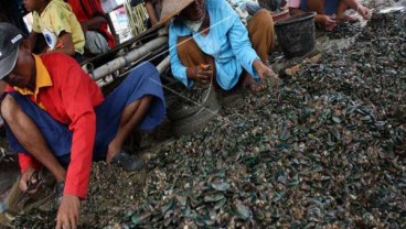 Awas, Kerang Hijau Teluk Jakarta Tak Layak Konsumsi