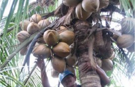 Ketersediaan Bahan Baku Jadi Kunci Pertumbuhan Investasi Industri Pengolahan Kelapa