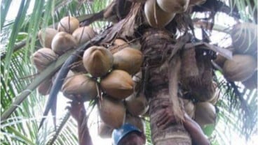 Ketersediaan Bahan Baku Jadi Kunci Pertumbuhan Investasi Industri Pengolahan Kelapa