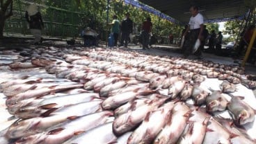 Sumsel Jadi Produsen Ikan Patin Terbesar di Indonesia