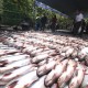 Sumsel Jadi Produsen Ikan Patin Terbesar di Indonesia
