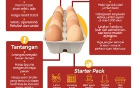 Bisnis Ternak Ayam, Kisah Peternak Bisa Bertelur Cuan