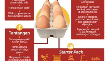 Bisnis Ternak Ayam, Kisah Peternak Bisa Bertelur Cuan