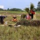 Kelompok Tani di Lebak Panen Raya Padi 120 Hektare