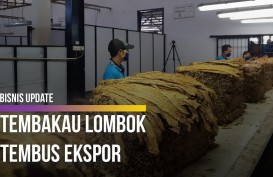 Menengok Proses Pembelian Raya Tembakau di Lombok