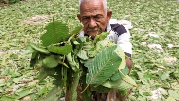 Kontroversi Kratom, Dibudidayakan Petani, Dicekal Polisi