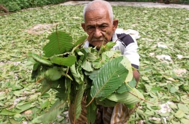 Kontroversi Kratom, Dibudidayakan Petani, Dicekal Polisi