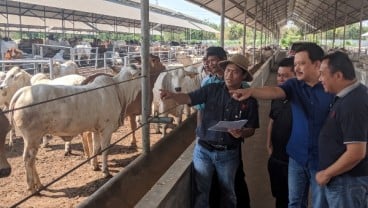 Japfa Comfeed Kembangkan Sapi Jenis Baru