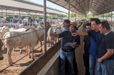 Japfa Comfeed Kembangkan Sapi Jenis Baru