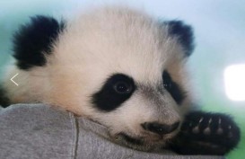 Bei Bei, Panda Kebun Binatang Washington Pulang ke China Bulan Depan