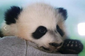 Bei Bei, Panda Kebun Binatang Washington Pulang ke…