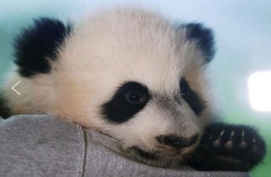 Bei Bei, Panda Kebun Binatang Washington Pulang ke China Bulan Depan