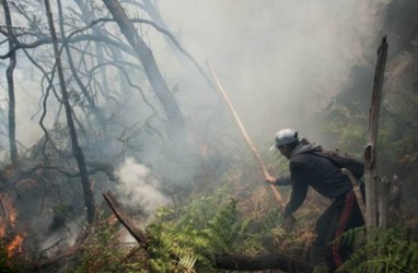 Luas Kebakaran Hutan dan Lahan Melonjak 160 Persen