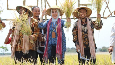 Pemda Klaten Dorong Pengembangan Padi Premium