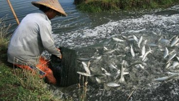 Kaltara Distribusikan 2 Juta Ekor Ikan Bandeng ke Tarakan