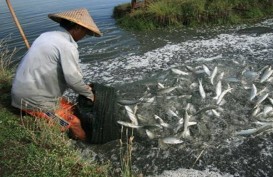 Kaltara Distribusikan 2 Juta Ekor Ikan Bandeng ke Tarakan