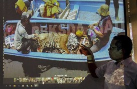 Harimau Terkam Seorang Pekerja di Riau