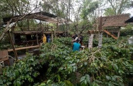 Sensasi Ngopi di Takengon, di Kedai Tengah Kebun Kopi