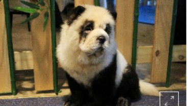 Kafe Ini Berikan Layanan Rias Anak Anjing jadi Mirip Panda