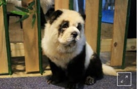 Kafe Ini Berikan Layanan Rias Anak Anjing jadi Mirip Panda