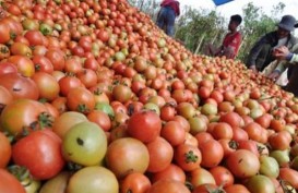 Gara-Gara Tomat, Inflasi Sulut Oktober 2019 Tertinggi di Indonesia