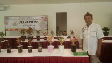 Aglonema National Contest, Hadirkan Pecinta dari Penjuru Nusantara