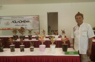 Aglonema National Contest, Hadirkan Pecinta dari Penjuru Nusantara