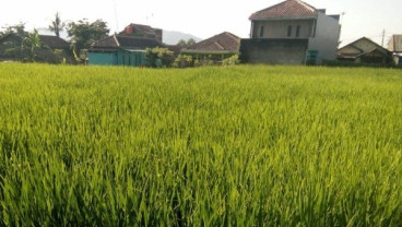 Gerakan Wisata Tanam Padi Milenial Mendapat Tanggapan Positif