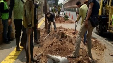 Trotoar Diperlebar, Warga Protes Pohon Tua di Cikini Ditebang